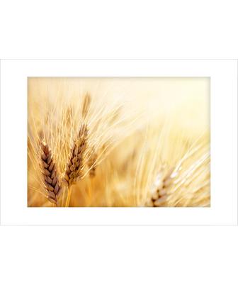 WHEAT CLASS