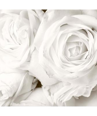 WHITE ROSE