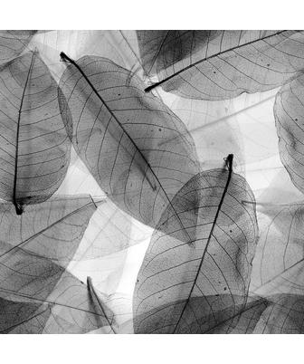 X-RAY  LEAVES