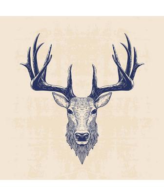 DEER ILLUSTRATION