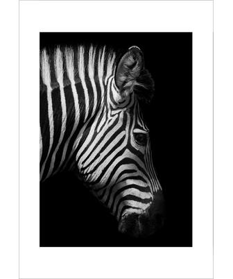 ZEBRA IN THE DARK