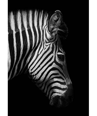 ZEBRA IN THE DARK