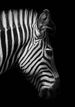 Черно-бели /монохромни/ ZEBRA IN THE DARK