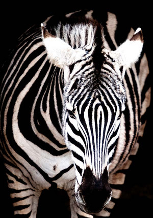 Черно-бели /монохромни/ BLACK WHITE MAGIC