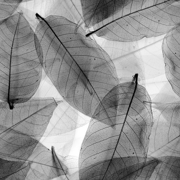ВСИЧКИ ПОСТЕРИ X-RAY  LEAVES